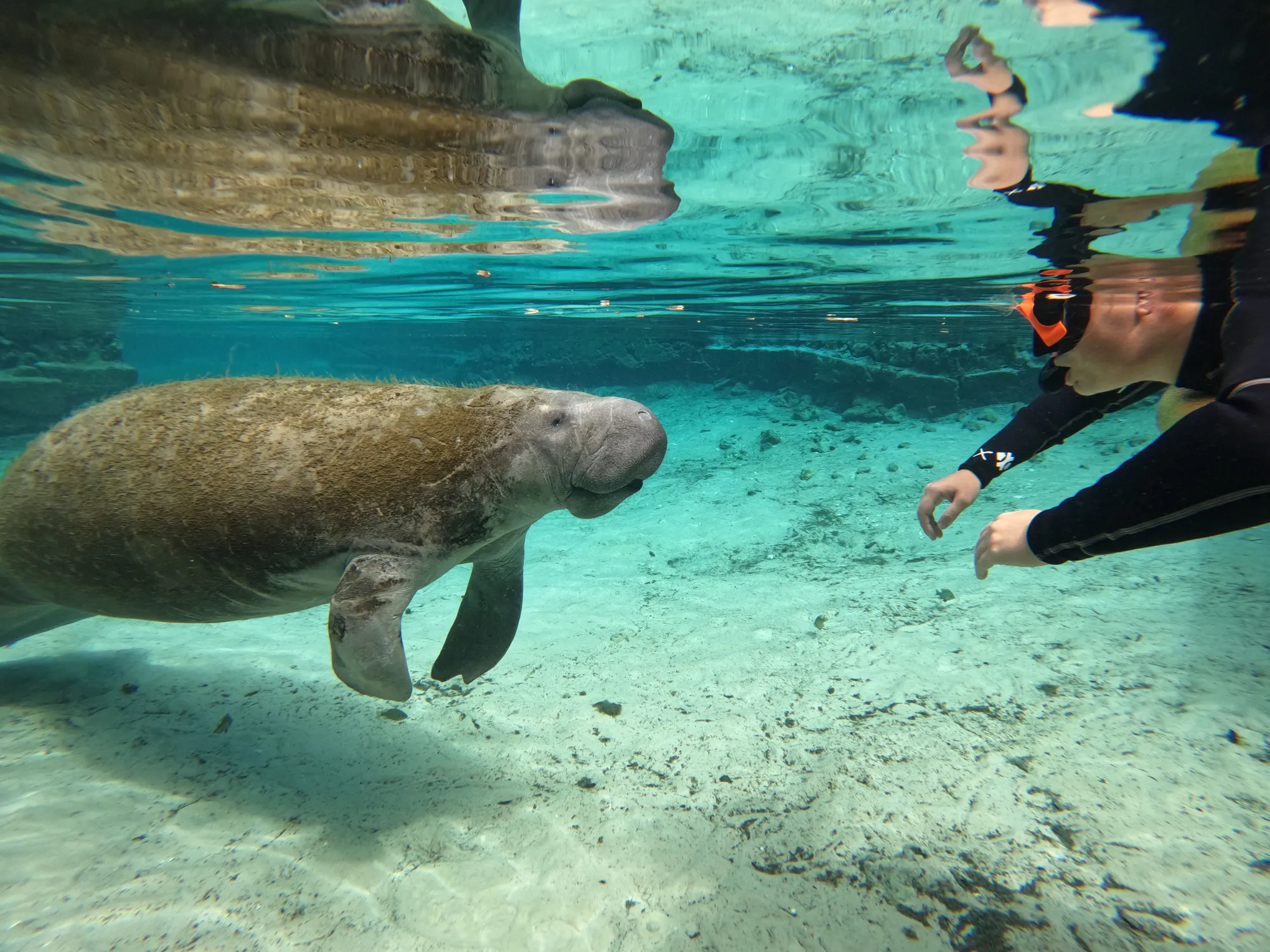 Chankanaab Park Pass + Meet & Greet + Pool Access + Tequila Tasting and Snorkel Guided Tour - View 1